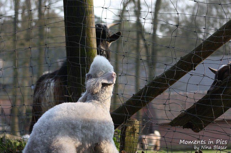 Airsi Blue Volshebny Svet 2010-04-14 (5).JPG